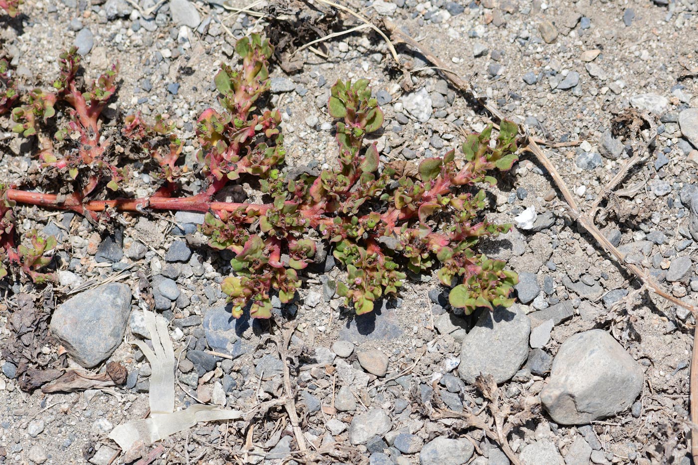 Изображение особи Trianthema portulacastrum.