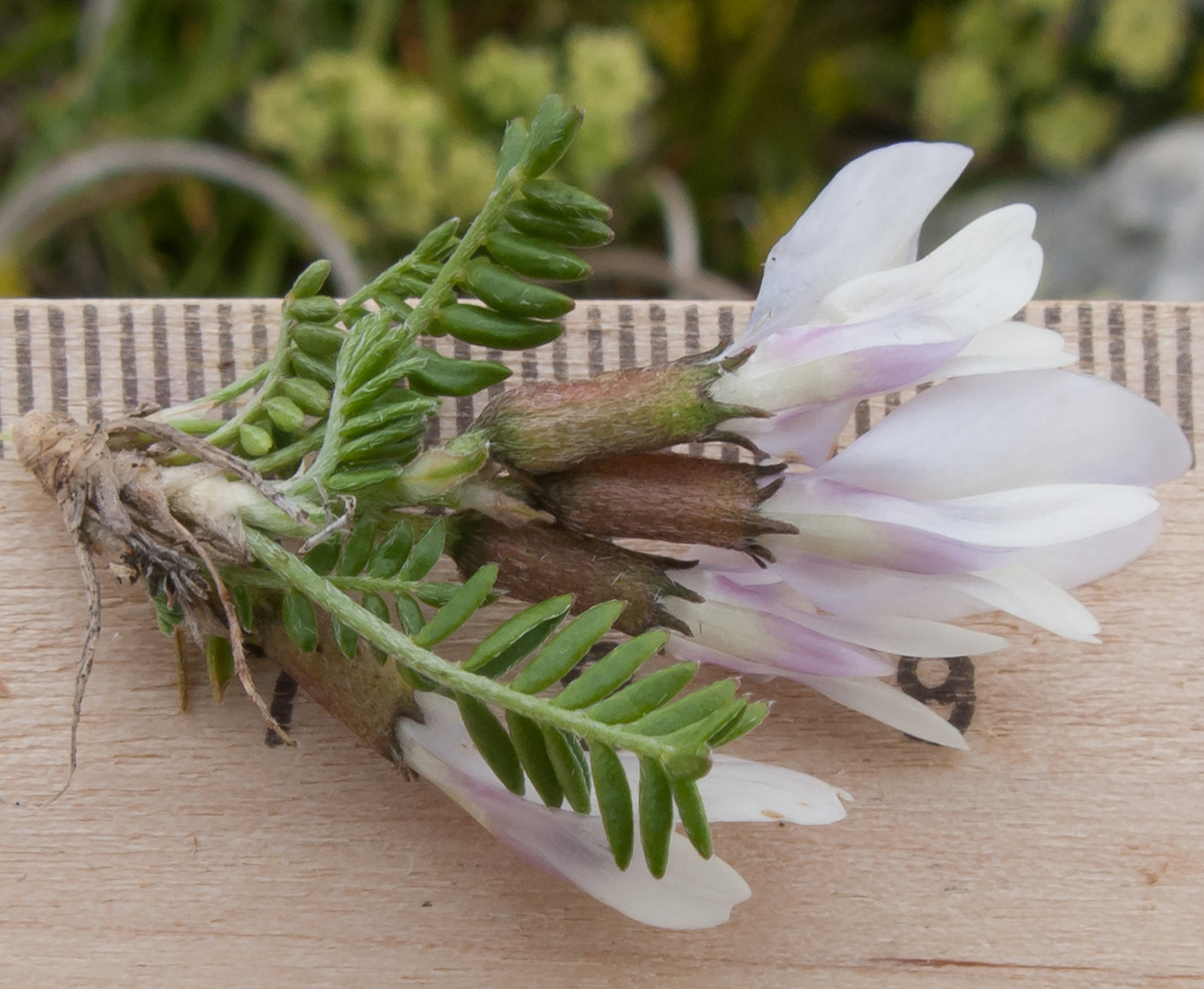 Image of Astragalus levieri specimen.