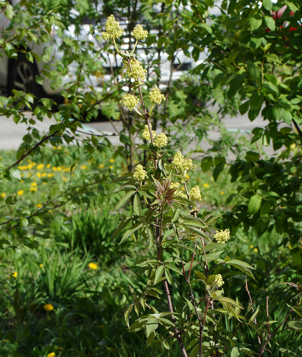 Изображение особи Sambucus racemosa.