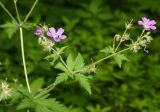 Geranium sylvaticum