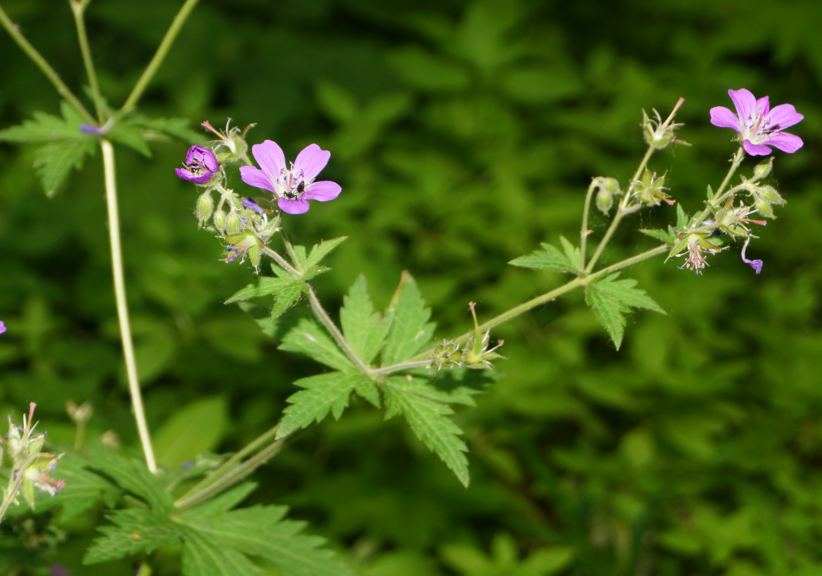 Изображение особи Geranium sylvaticum.