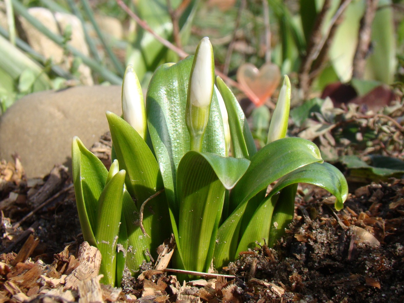 Image of Galanthus woronowii specimen.