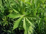 Filipendula palmata