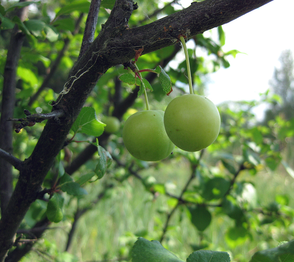 Image of Prunus cerasifera specimen.