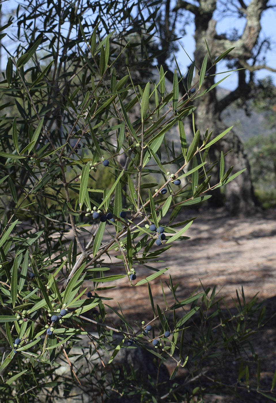 Image of Phillyrea angustifolia specimen.