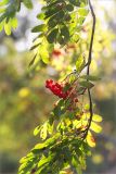 Sorbus aucuparia. Часть веточки с соплодием. Ленинградская обл., Кингисеппский р-н, окр. дер. Урмизно, побережье Финского залива, каменистый приморский луг с разреженным древостоем. 24.08.2019.