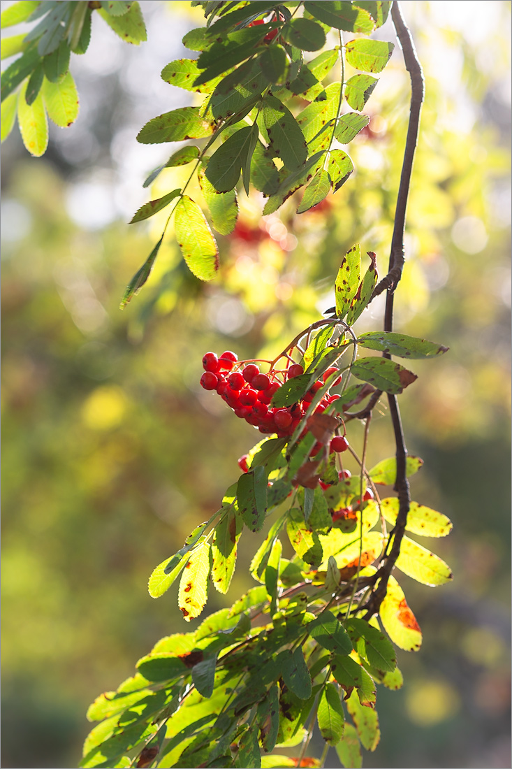 Изображение особи Sorbus aucuparia.