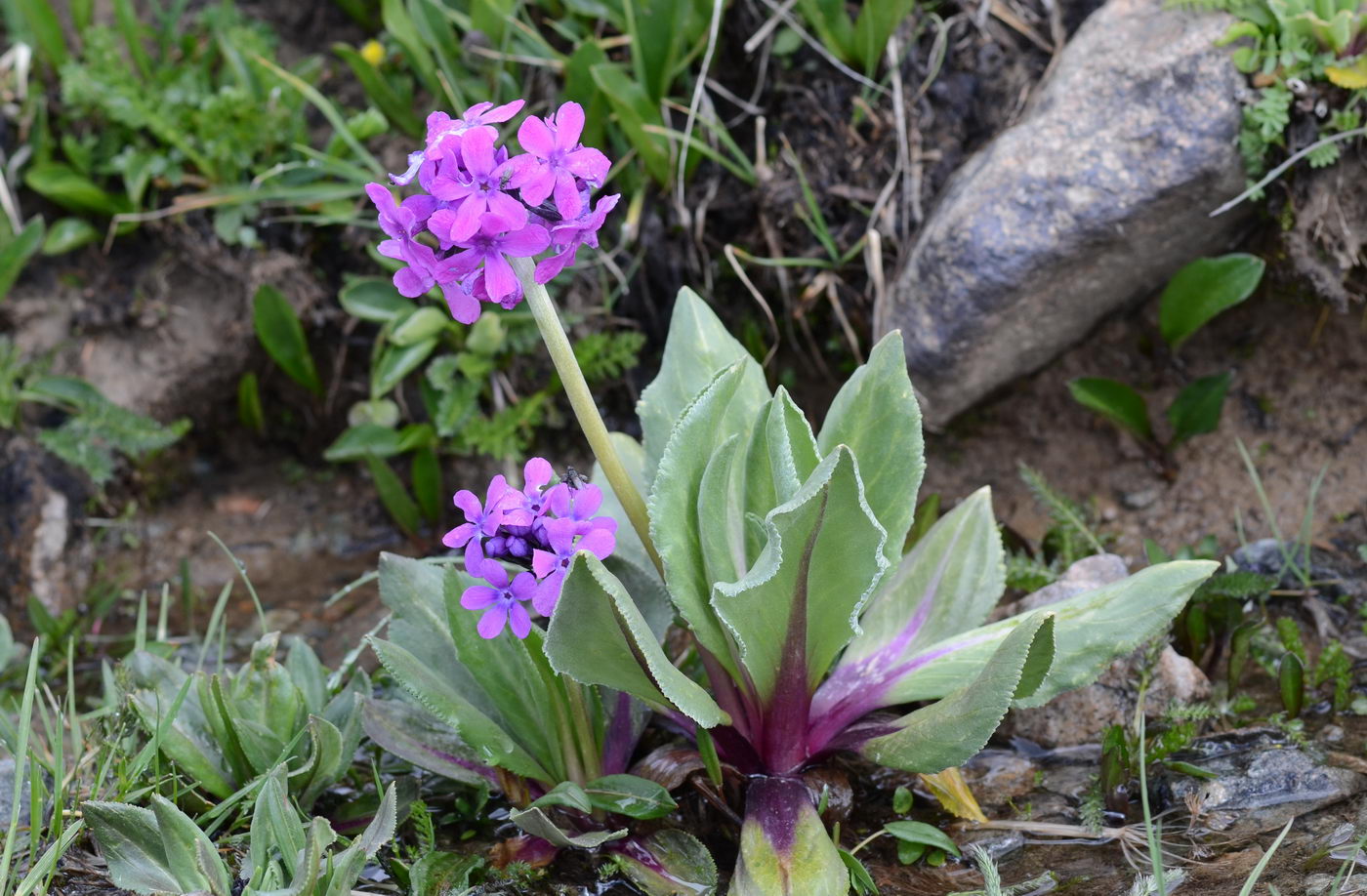 Image of Primula turkestanica specimen.