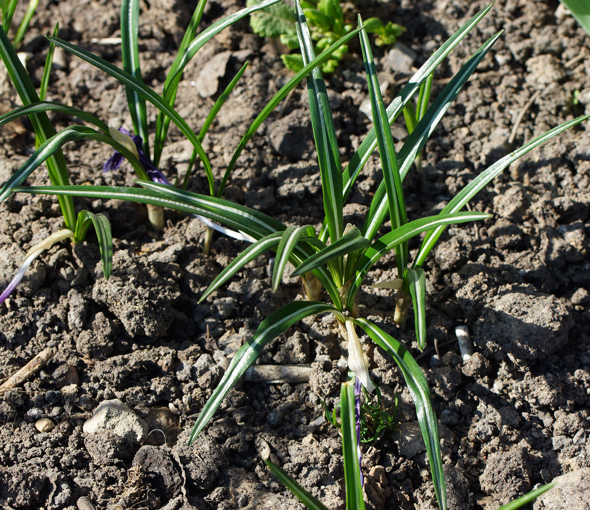 Image of Crocus vernus specimen.