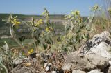 Trigonella spruneriana