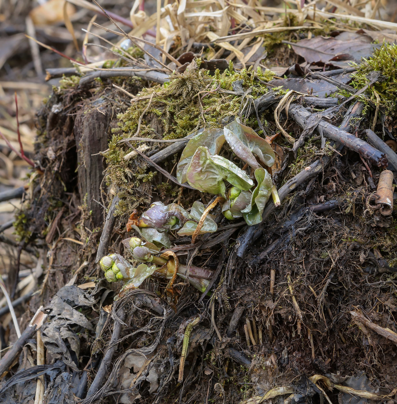 Изображение особи Caltha palustris.