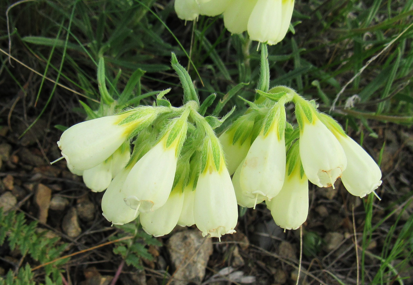 Изображение особи Onosma simplicissima.