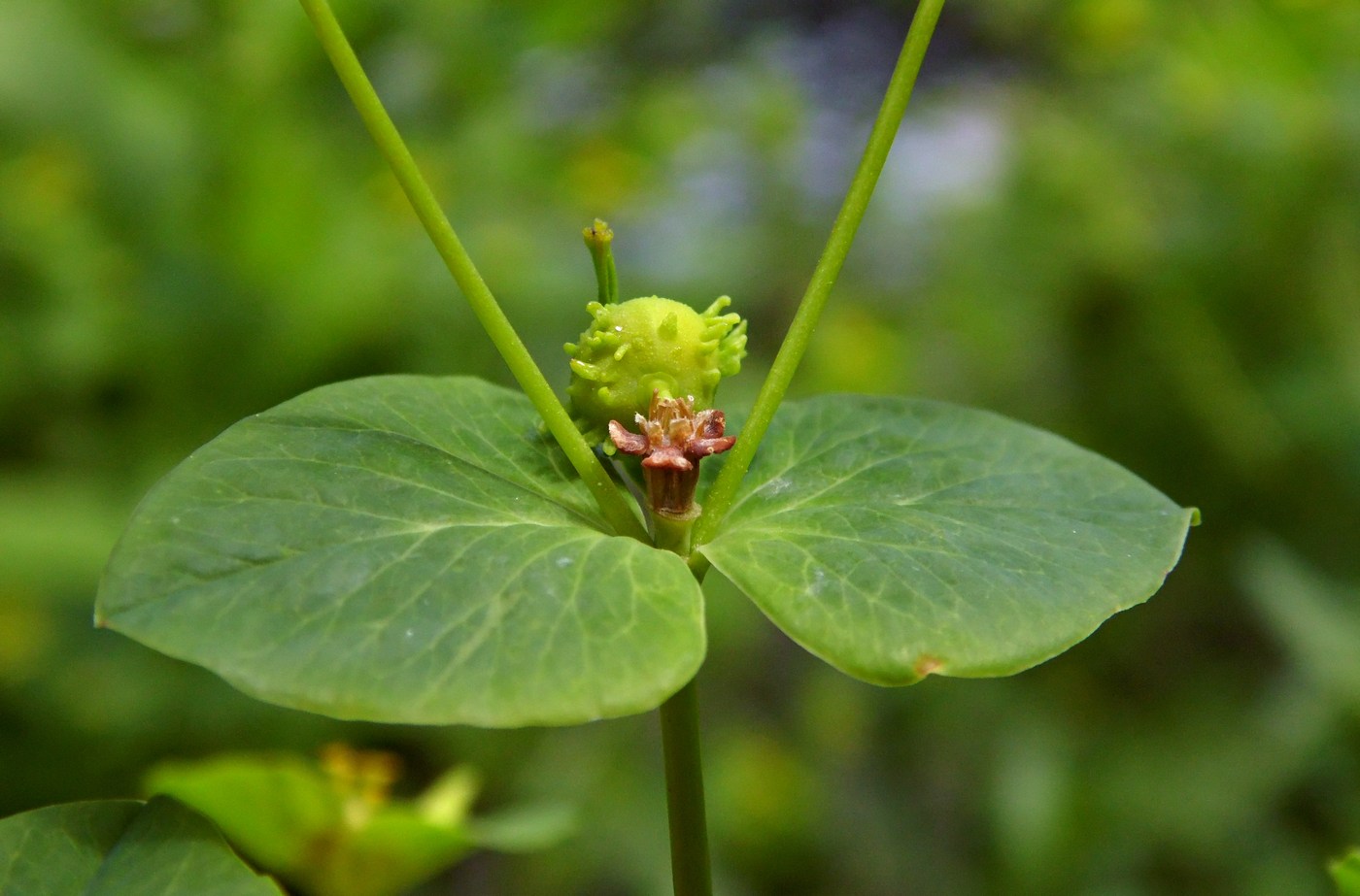 Изображение особи Euphorbia squamosa.