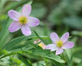 Anemone uralensis