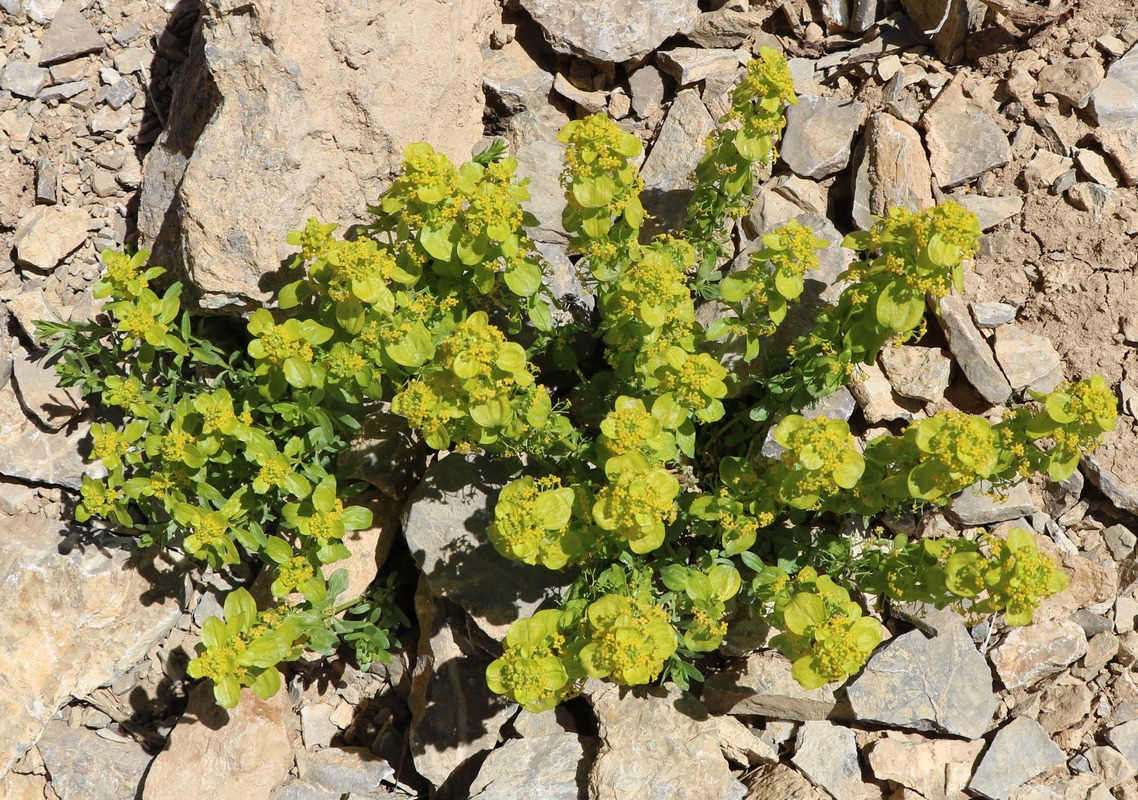 Image of Cruciata taurica specimen.