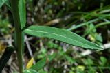 Euphorbia virgata. Лист (верхняя сторона). Республика Адыгея, г. Майкоп, южная окраина (северная окраина пос. Краснооктябрьский), луг. 30.05.2020.