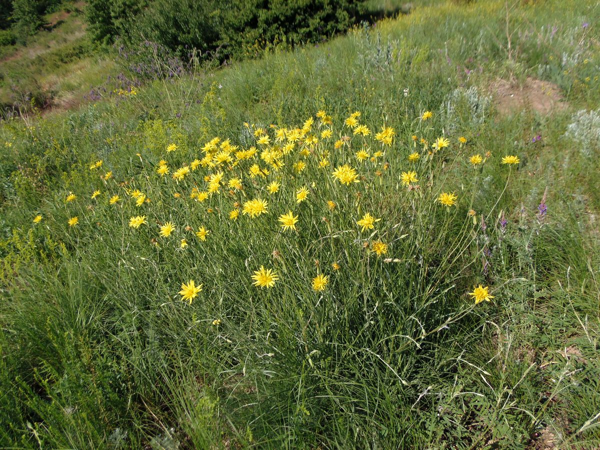 Изображение особи Scorzonera stricta.