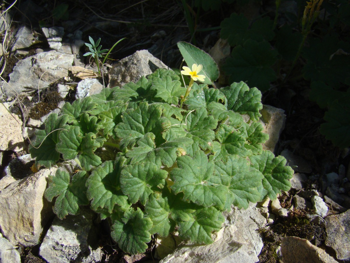 Image of Primula pskemensis specimen.