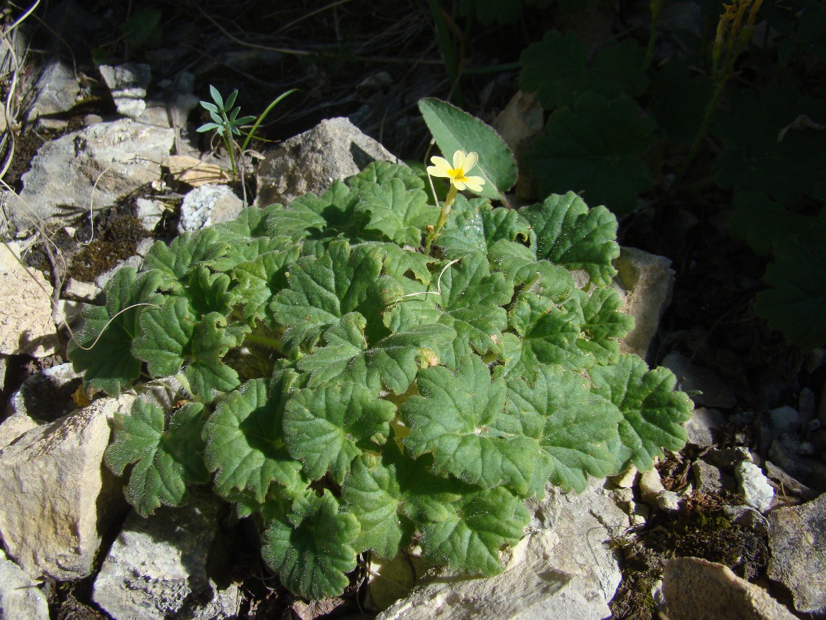 Изображение особи Primula pskemensis.