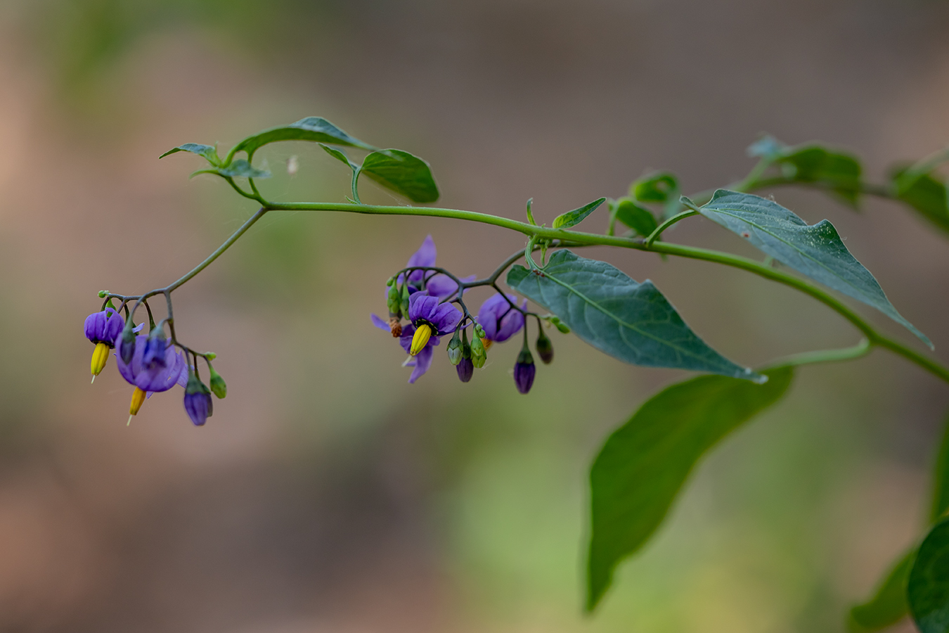 Изображение особи Solanum dulcamara.