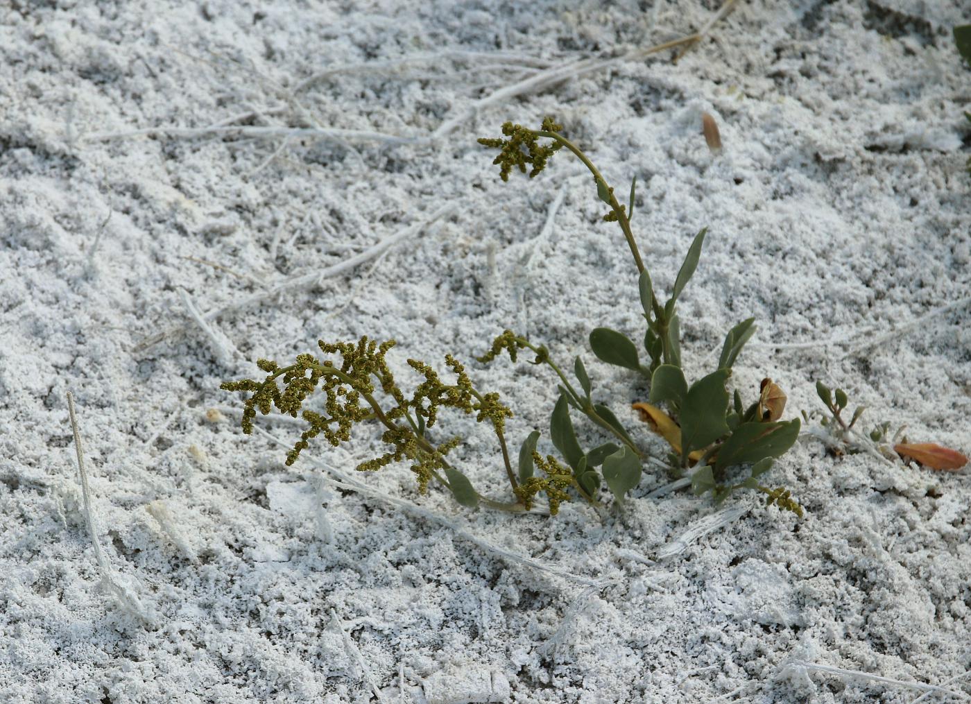 Изображение особи Halimione verrucifera.