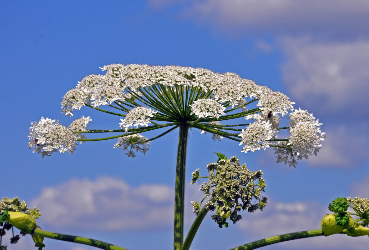 Image of Heracleum sosnowskyi specimen.