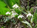 Rhinopetalum bucharicum