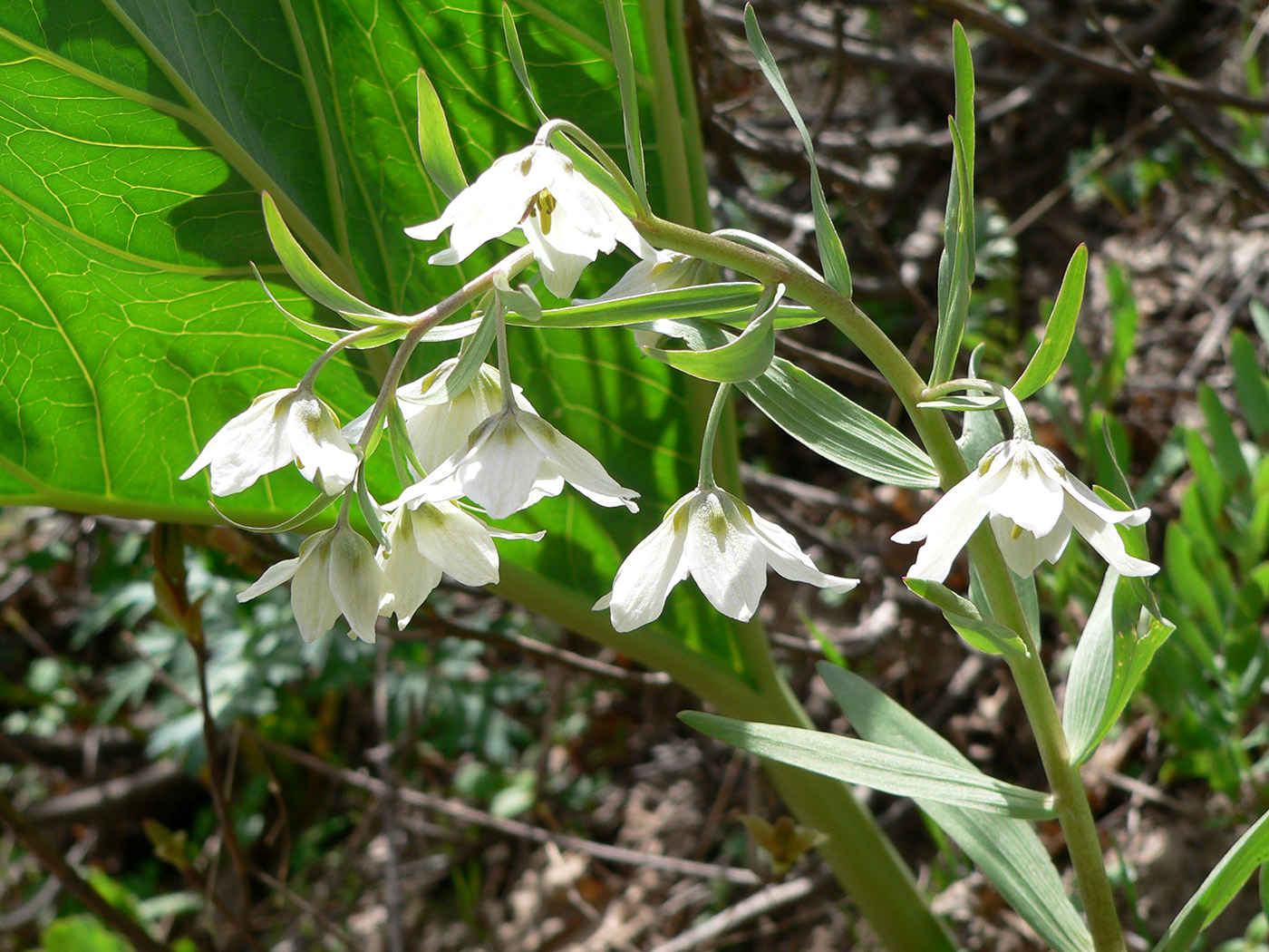 Изображение особи Rhinopetalum bucharicum.