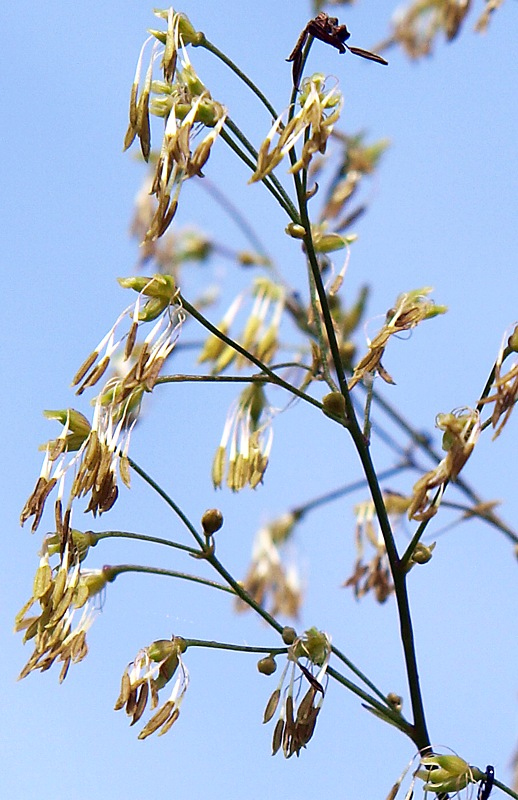 Image of Thalictrum minus specimen.