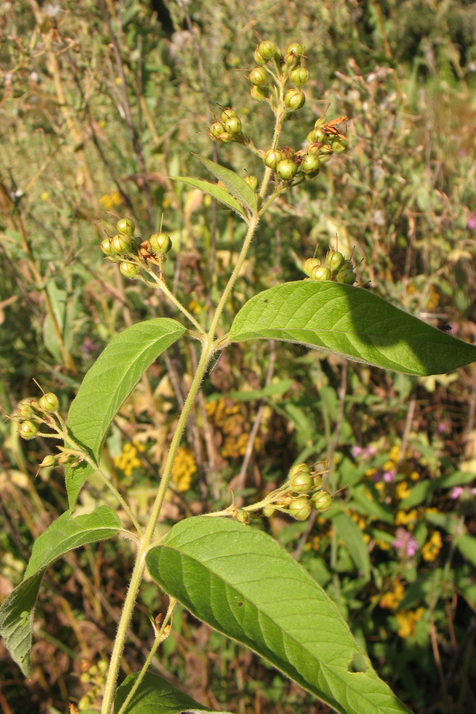 Изображение особи Lysimachia vulgaris.