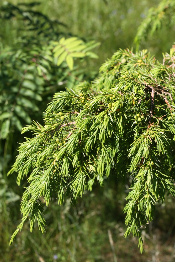 Изображение особи Juniperus communis.