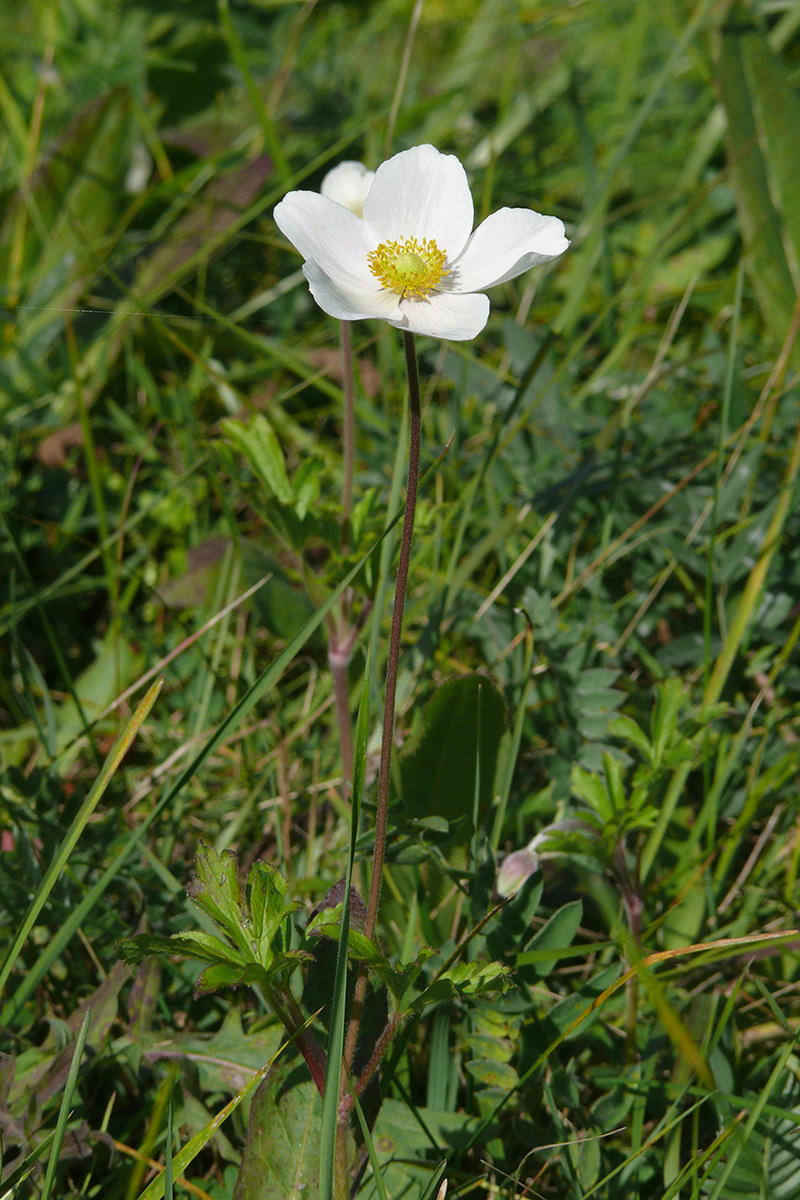 Изображение особи Anemone sylvestris.