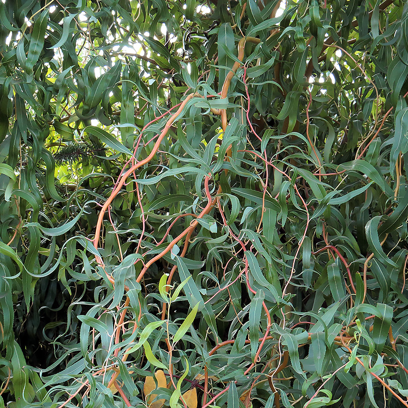 Image of Salix matsudana specimen.