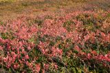 Vaccinium uliginosum ssp. microphyllum