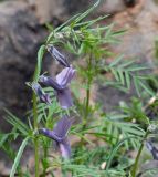 Sesamum triphyllum