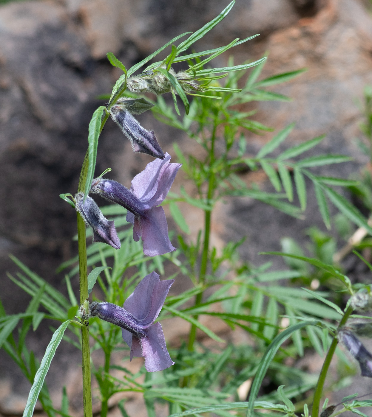 Изображение особи Sesamum triphyllum.