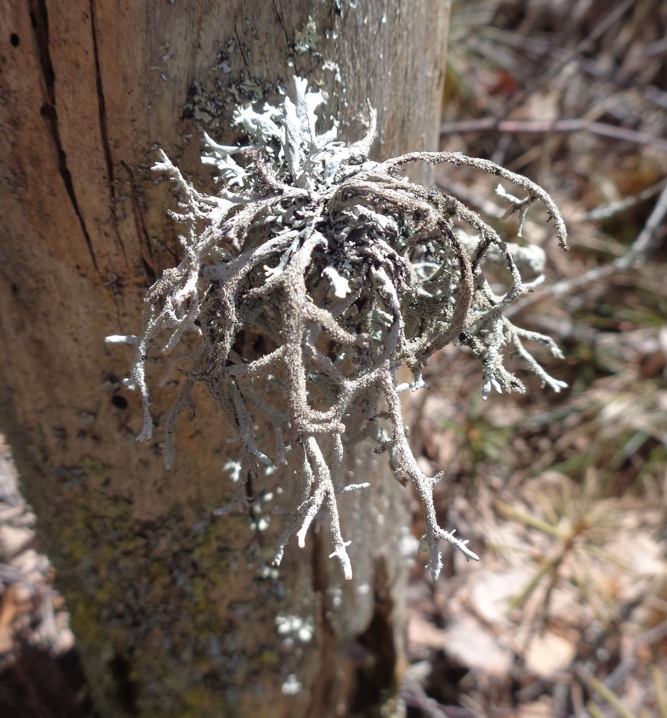 Image of ordo Lecanorales specimen.
