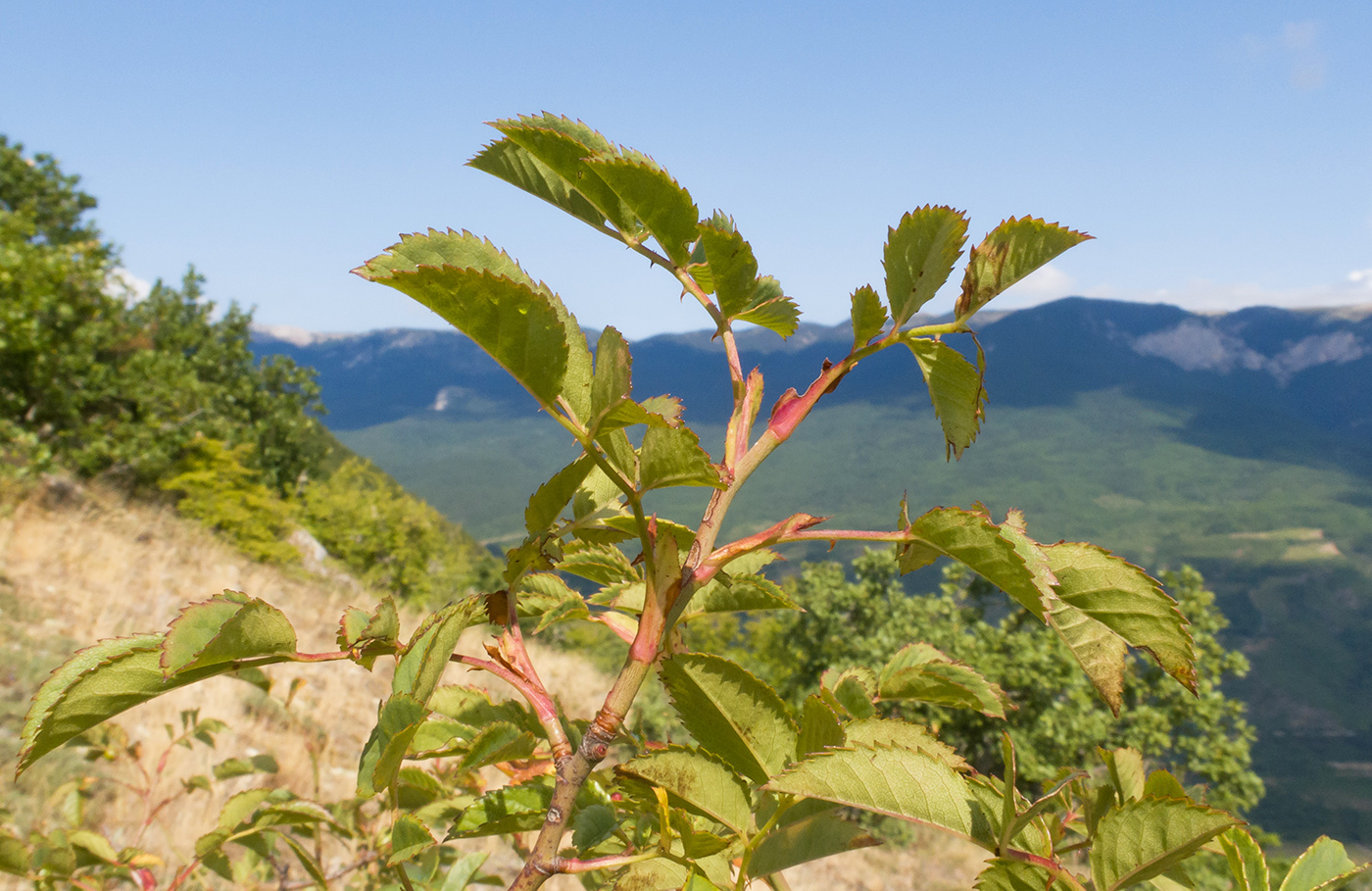 Изображение особи Rosa canina.