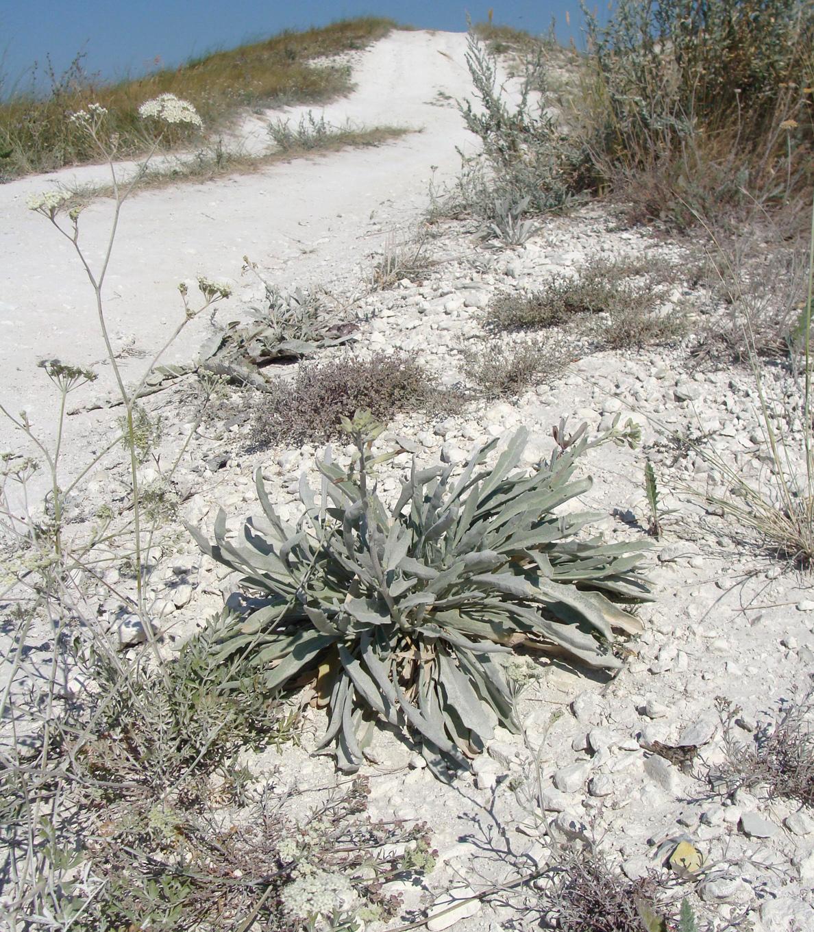 Image of Matthiola fragrans specimen.