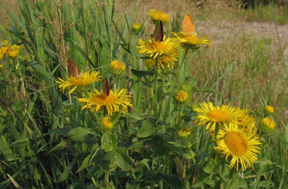Image of Inula britannica specimen.