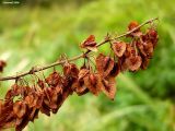 Rumex hydrolapathum