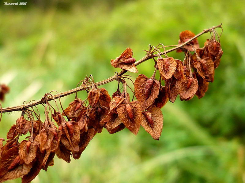 Изображение особи Rumex hydrolapathum.