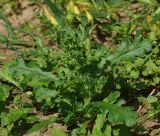 Senecio vulgaris