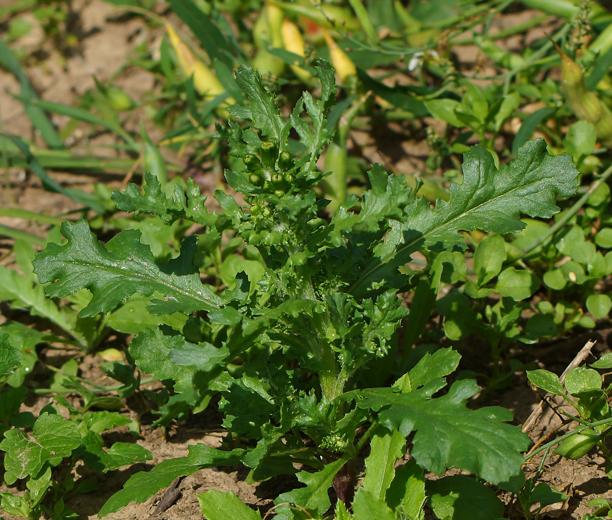 Изображение особи Senecio vulgaris.