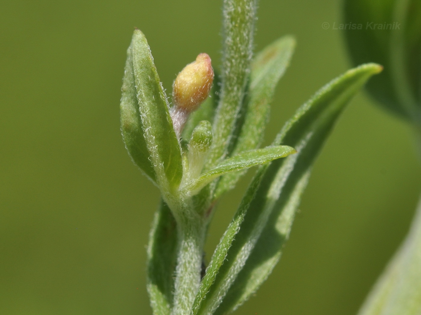 Изображение особи Epilobium fastigiato-ramosum.