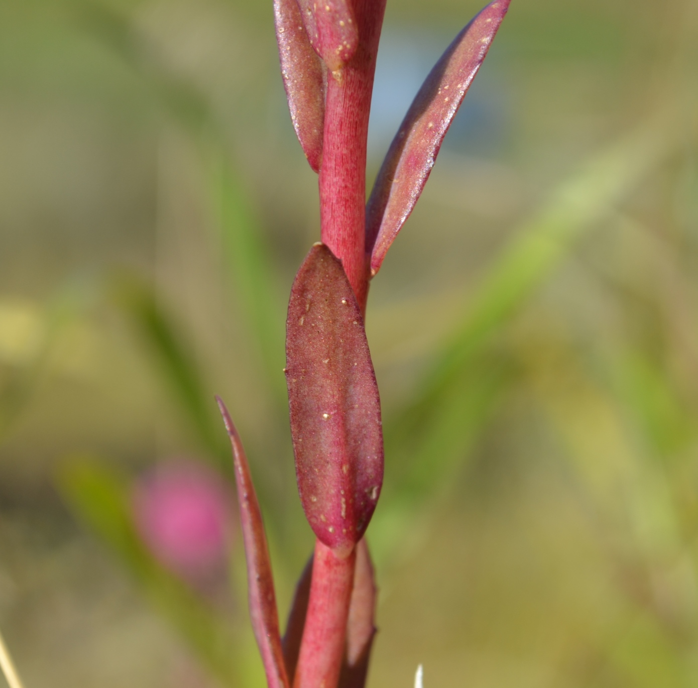 Изображение особи Hylotelephium triphyllum.