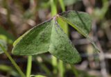 Oxalis latifolia