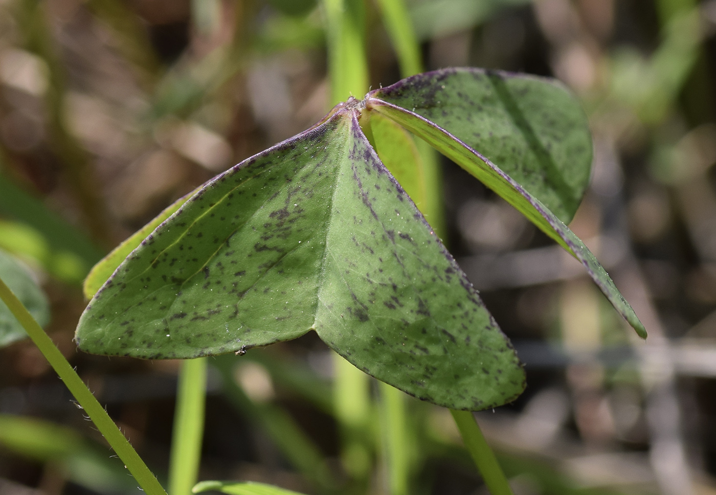 Изображение особи Oxalis latifolia.