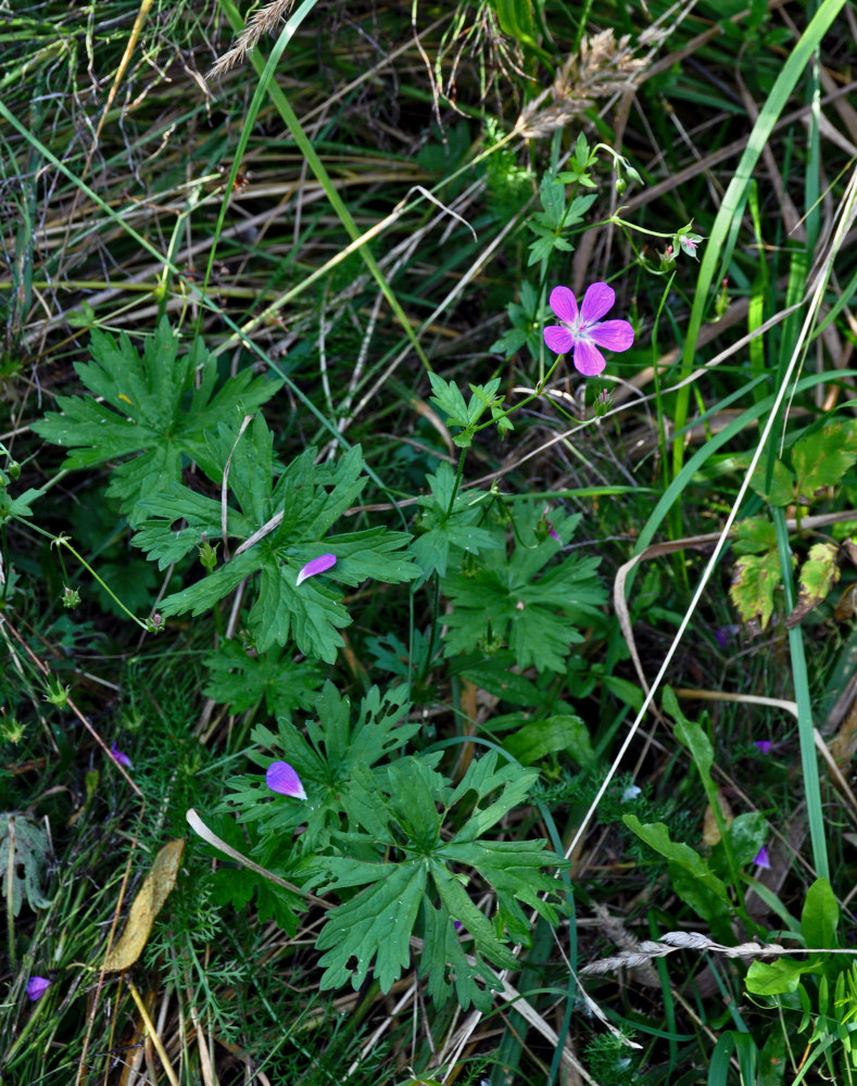 Изображение особи Geranium palustre.