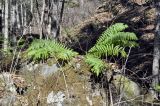 Dryopteris crassirhizoma. Вегетирующее растение. Приморский край, Шкотовский р-н, окр. с. Анисимовка, берег ручья в верховьях р. Суходол, смешанный лес. 18.10.2020.